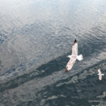Eine Möwe fliegt über das Meer, Fotografin: Dorothee Dickmann