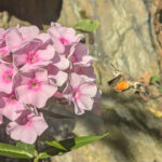 Eine Phlox-Blüte, die von einem Insekt besucht wird
