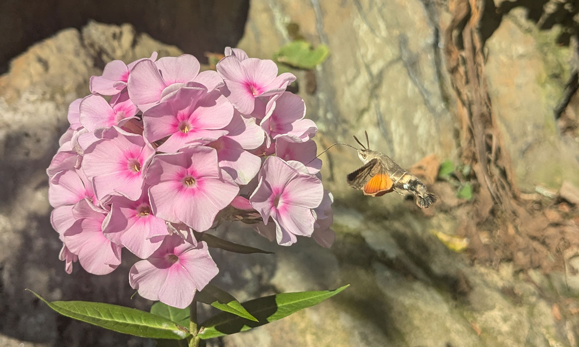 Eine Phlox-Blüte, die von einem Insekt besucht wird