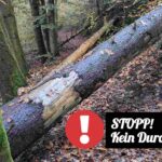 Weitergehen nicht erwünscht - wie die umgestürzten Bäume auf diesem Foto - blockieren auch die inneren Widersacher unseren Weg; Fotografin: Dorothee Dickmann