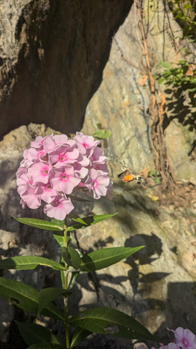 Ein Insekt fliegt die Blüte eines rosafarbenen Phlox an