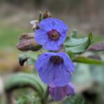 Zwei Blüten eines Lungenkrauts in der Makroaufnahe
