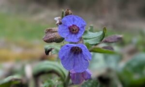 Zwei Blüten eines Lungenkrauts in der Makroaufnahe