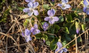 lila blühende Veilchen am Waldrand; Foto: Dorothee Dickmann