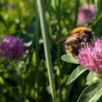 Eine Hummel sitzt auf einer Kleeblüte, Fotografin Dorothee Dickmann
