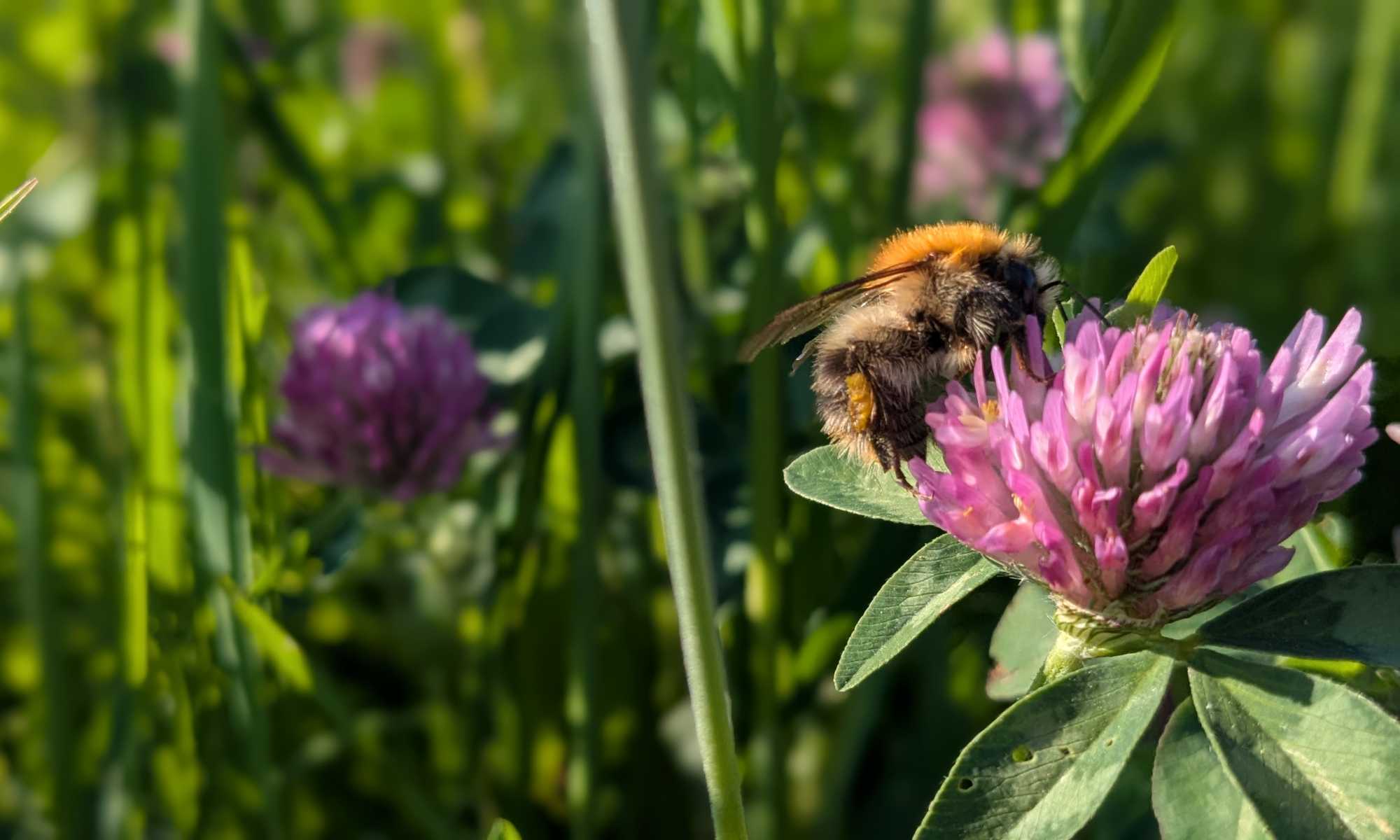 Eine Hummel sitzt auf einer Kleeblüte, Fotografin Dorothee Dickmann