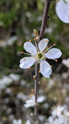 Eine Kirschblüte
