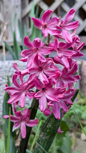 Ein pinkfarbene Frühlingsblume