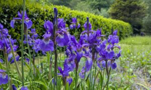 Lila blühende Schwertlilien, im Hintergrund eine Lorbeer-Hecke; Fotografin: Dorothee Dickmann
