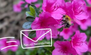 Im Artikel geht es um Newsletter Marketing. Das wird im Bild durch die Grafik eines Briefumschlags angedeutet, der von der Seite in das Bild geflogen kommt und auf dem steht Neuer Newsletter. Im Hintergrund rosa Blüten einer Azalee mit Biene