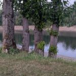 Blick auf die Wuppertalsperre zwischen vier Bäumen hindurch