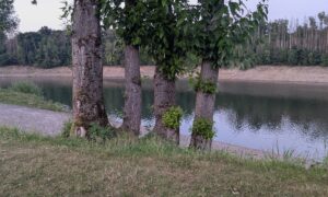 Blick auf die Wuppertalsperre zwischen vier Bäumen hindurch