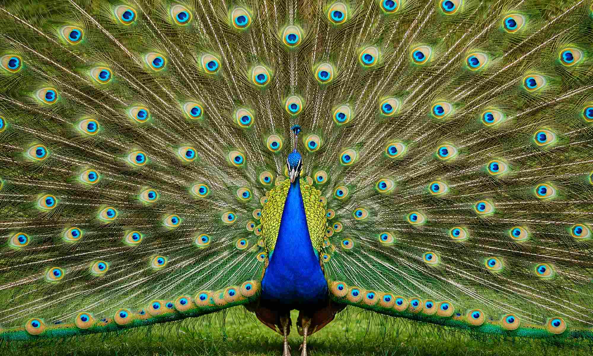 Ein Pfau der ein Rad schlägt, das Bild wurde von einer KI generiert